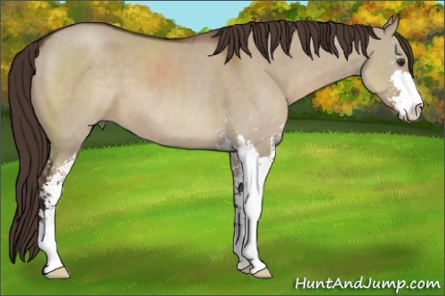 Horse Color:Liver Red Dun Sabino 