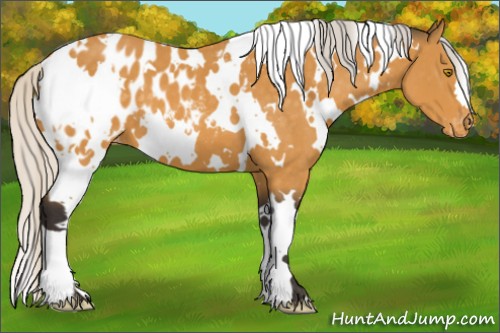 Horse Color:White Spotted Silver Buckskin Appaloosa 