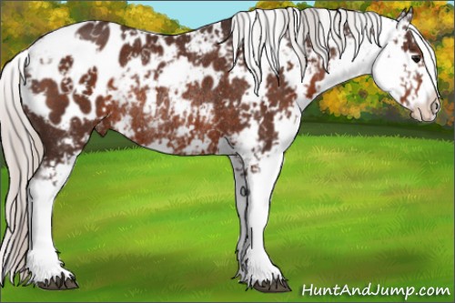 Horse Color:Silver Brown Sabino Appaloosa Rabicano 