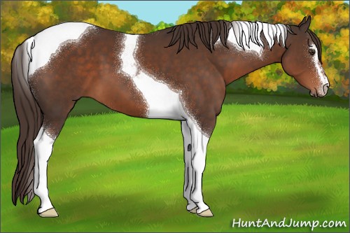 Horse Color:Liver Chestnut Sabino Tobiano 