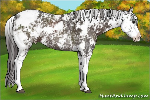 Horse Color:Smoky Black Ice Sabino Appaloosa 