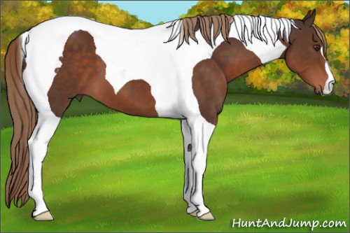 Horse Color:Liver Chestnut Tobiano 