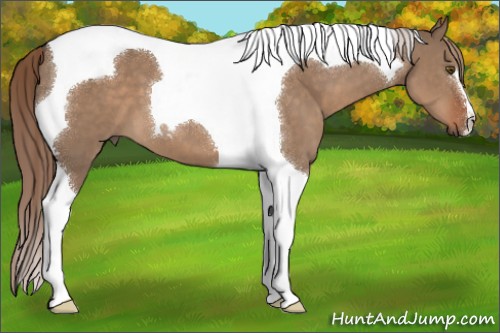 Horse Color:Liver Red Dun Tobiano 