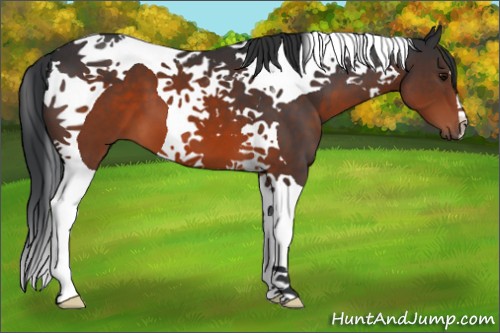 Horse Color:Brown Tobiano 