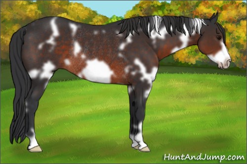 Horse Color:White Spotted Brown Frame Rabicano 