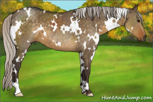 Horse Color:White Spotted Silver Smoky Grullo 