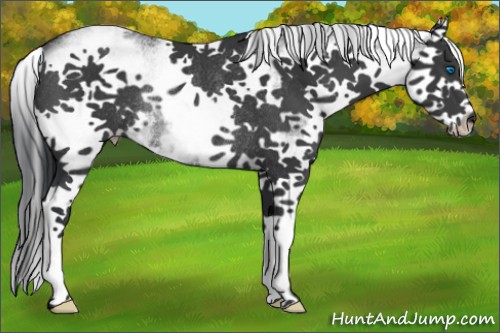 Horse Color:White Spotted Black Splash Rabicano 