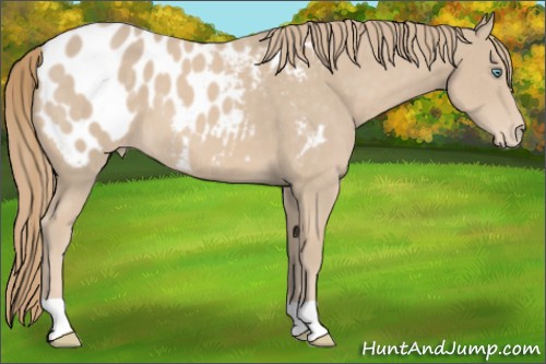 Horse Color:Smoky Creme Appaloosa 