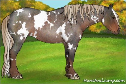 Horse Color:White Spotted Liver Red Roan 