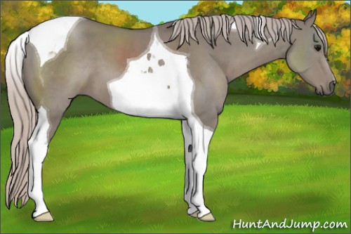 Horse Color:Silver Grullo Tobiano 
