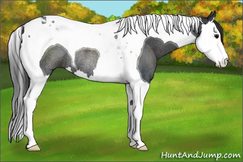 Horse Color:Black Splash Tobiano Rabicano 