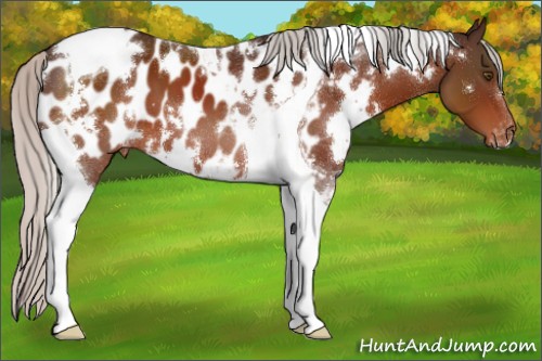 Horse Color:White Spotted Silver Brown Tobiano Appaloosa 