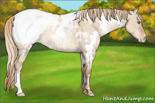 Horse Color:White Spotted Liver Red Dun Pearl Sabino Appaloosa Rabicano 