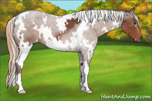 Horse Color:White Spotted Liver Red Roan 