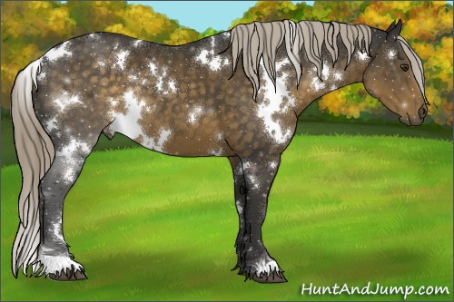 Horse Color:White Spotted Chocolate Palomino 