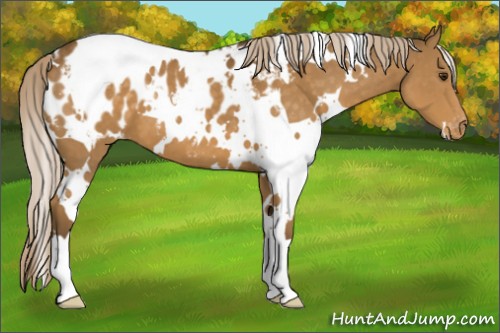 Horse Color:White Spotted Chocolate Palomino Appaloosa 