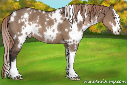Horse Color:White Spotted Liver Red Dun Sabino Appaloosa 
