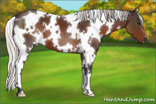 Horse Color:White Spotted Silver Brown 