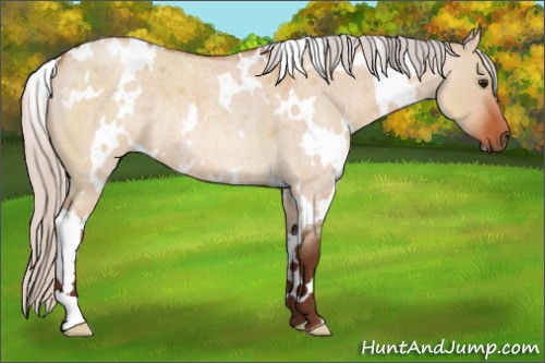 Horse Color:White Spotted Silver Bay Roan Dun Rabicano 