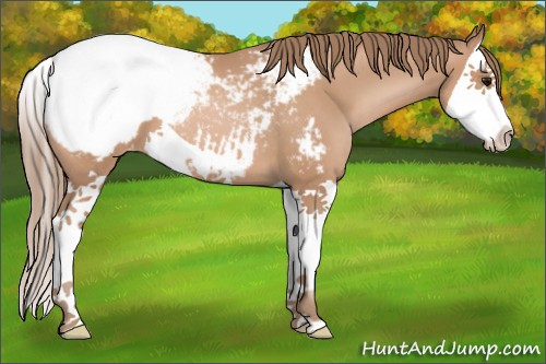 Horse Color:Black Pearl Splash Appaloosa 