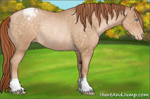Horse Color:Buckskin Pearl Appaloosa Rabicano 