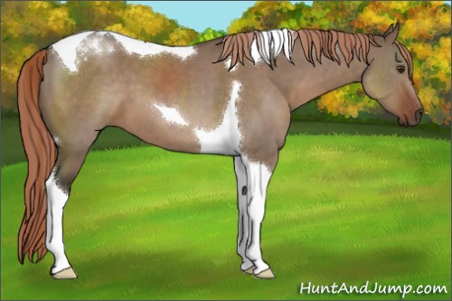 Horse Color:Liver Red Dun Tobiano 