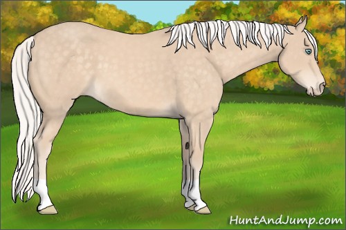 Horse Color:Silver Perlino 