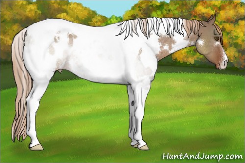 Horse Color:White Spotted Liver Red Dun Tobiano Appaloosa Rabicano 