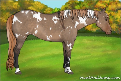 Horse Color:White Spotted Liver Red Dun Appaloosa 