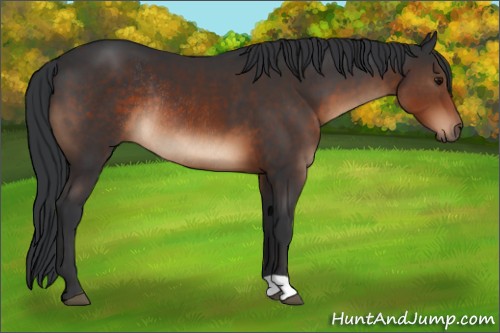 Horse Color:Brown Rabicano 