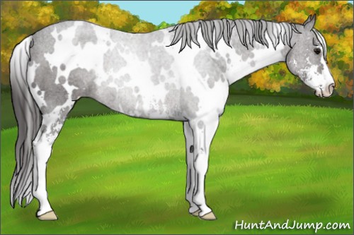 Horse Color:White Spotted Smoky Black Sabino Rabicano 