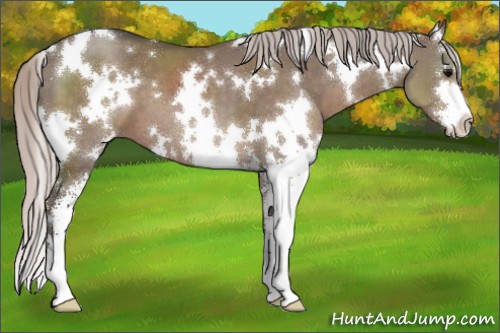 Horse Color:White Spotted Silver Grullo Sabino 