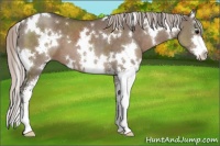 Horse Color:White Spotted Silver Grullo Sabino