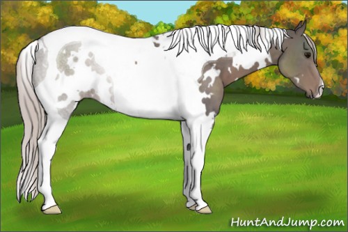Horse Color:White Spotted Silver Black Tobiano 