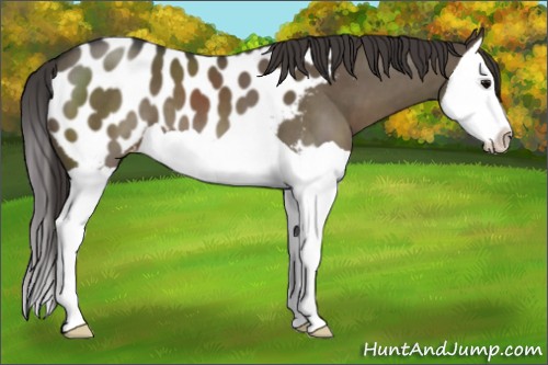 Horse Color:Smoky Grullo Splash Appaloosa 