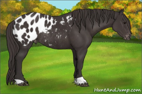 Horse Color:Smoky Black Appaloosa Rabicano 