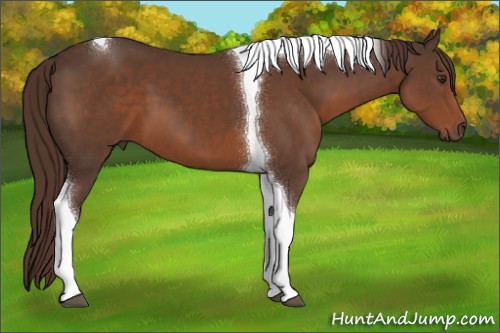 Horse Color:Liver Chestnut Tobiano 