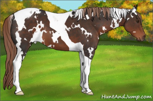 Horse Color:White Spotted Liver Chestnut Tobiano 