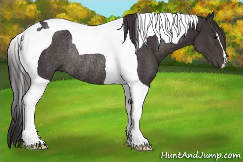 Horse Color:Smoky Black Tobiano Rabicano 