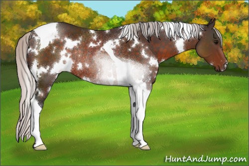 Horse Color:White Spotted Silver Brown Tobiano Rabicano 