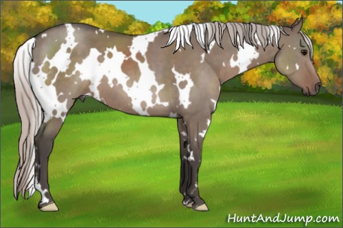 Horse Color:White Spotted Silver Grullo 