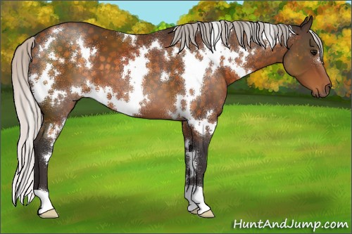 Horse Color:White Spotted Silver Buckskin 