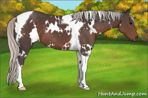 Horse Color:White Spotted Silver Black Tobiano 