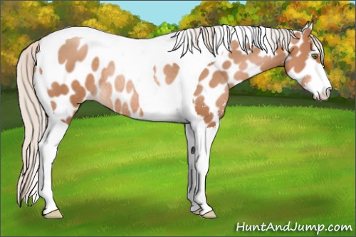 Horse Color:Silver Brown Pearl Sabino Tobiano Appaloosa Rabicano 
