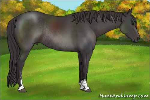 Horse Color:Smoky Black Sabino Rabicano 