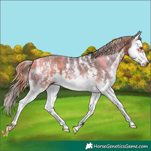 Horse Color:Liver Chestnut Sabino Splash 