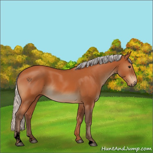 Horse Color:Unknown 