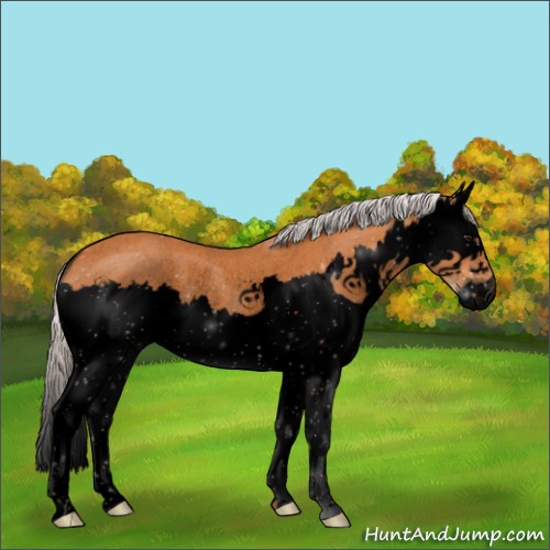 Horse Color:Unknown 