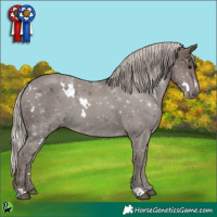 Horse Color:White Spotted Silver Black 