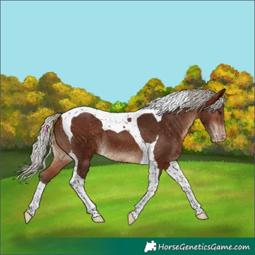 Horse Color:Silver Bay Tobiano Appaloosa 